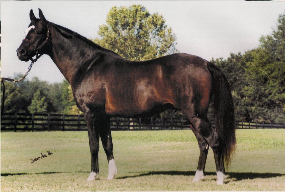 Wiking 1979 (Etap-Wilma po Pietuszok) breeder Janów Podlaski ,racing records 3(19(8 4,40-0,6-III, photo arch.