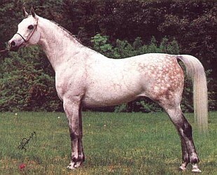 Pamir 1984(Probat-Parma po Aswan) Janów Podlaski, racing records, 2(11(5,D , 7,34-0,8-II, author Z.Raczkowska